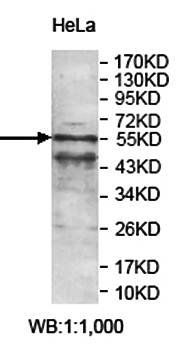 ZNF83 Rabbit Polyclonal Antibody