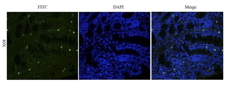 ZO-1 Rabbit Polyclonal Antibody (FITC)