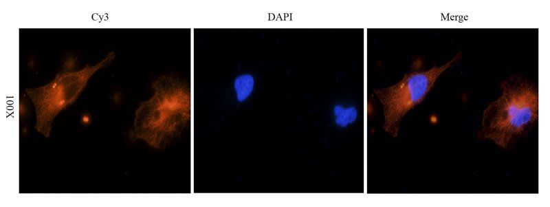 ZO-1 antibody