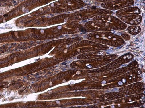 ZO-1 antibody [N1N2], N-term