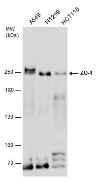 ZO-1 antibody [N1N2], N-term