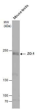 ZO-1 antibody [N1N2], N-term