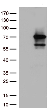 ZRANB1 Antibody