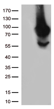 ZRANB1 Antibody