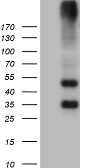 ZRANB2 Antibody