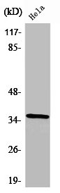 ZRANB2 Antibody