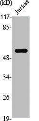 ZSCAN26 Antibody
