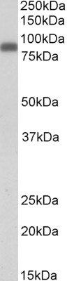 ZYX Antibody