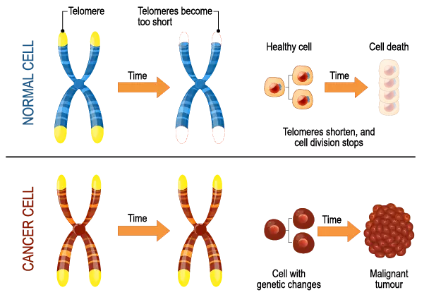 Telomeres and Cancer