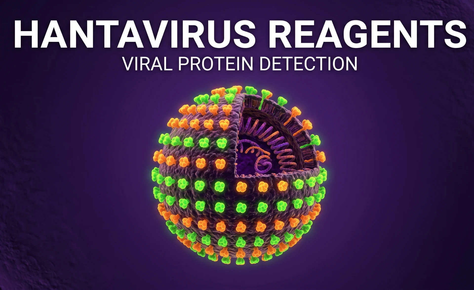 Hantavirus Antibodies & Kits