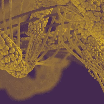 Monoclonal Antibodies