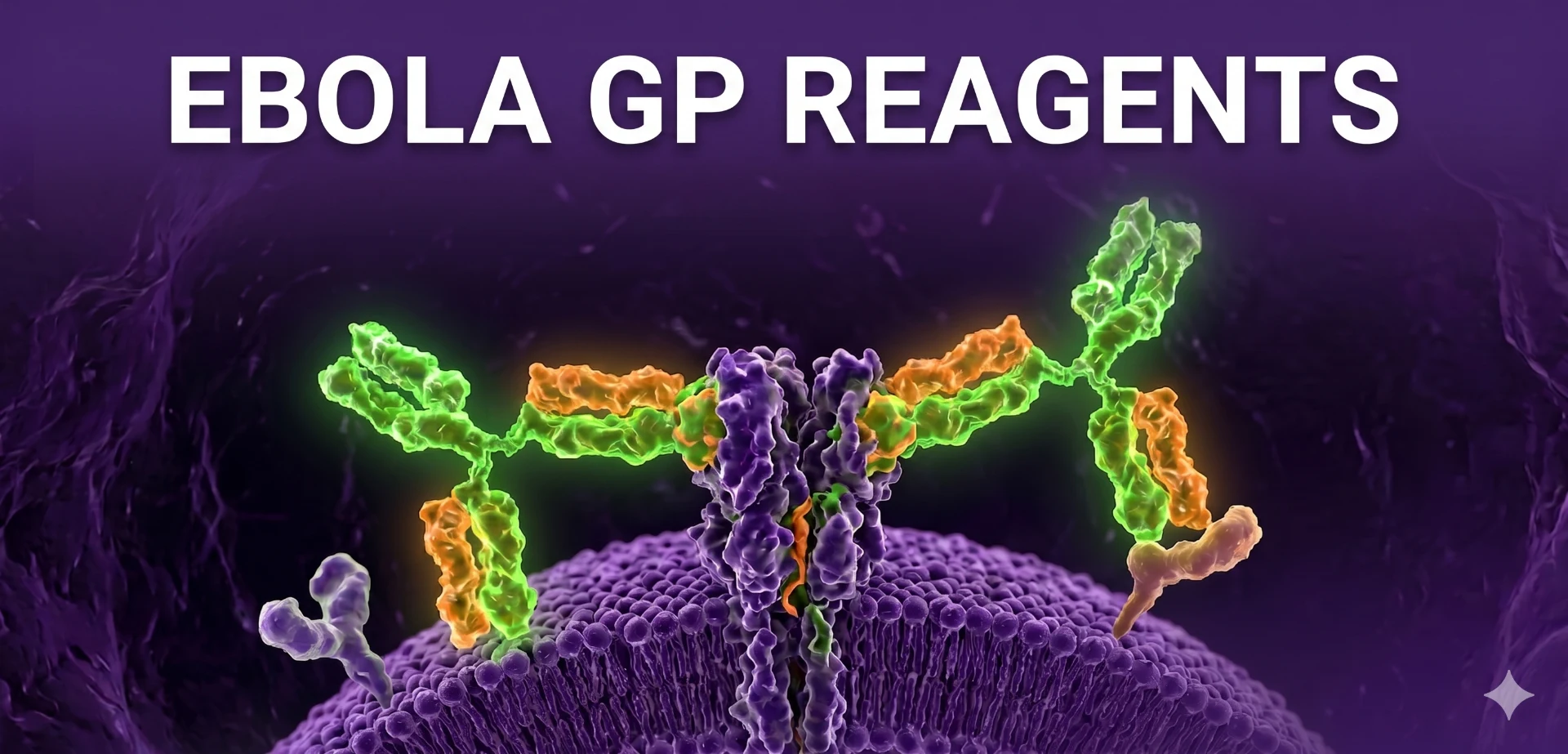 Target EBOV Glycoproteins