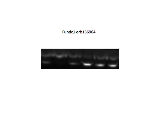 Tamanna Hossin's review image 1 for orb156964