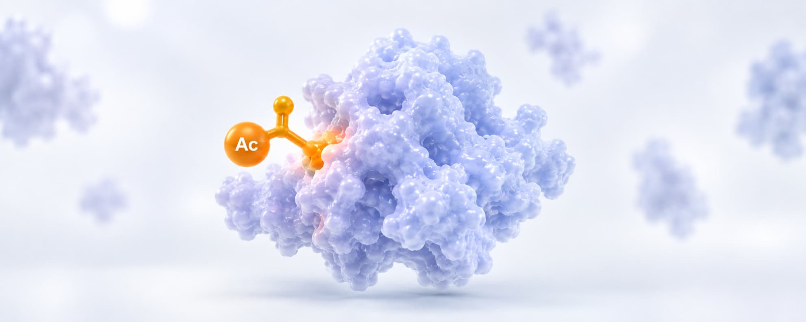 Acetylation antibodies