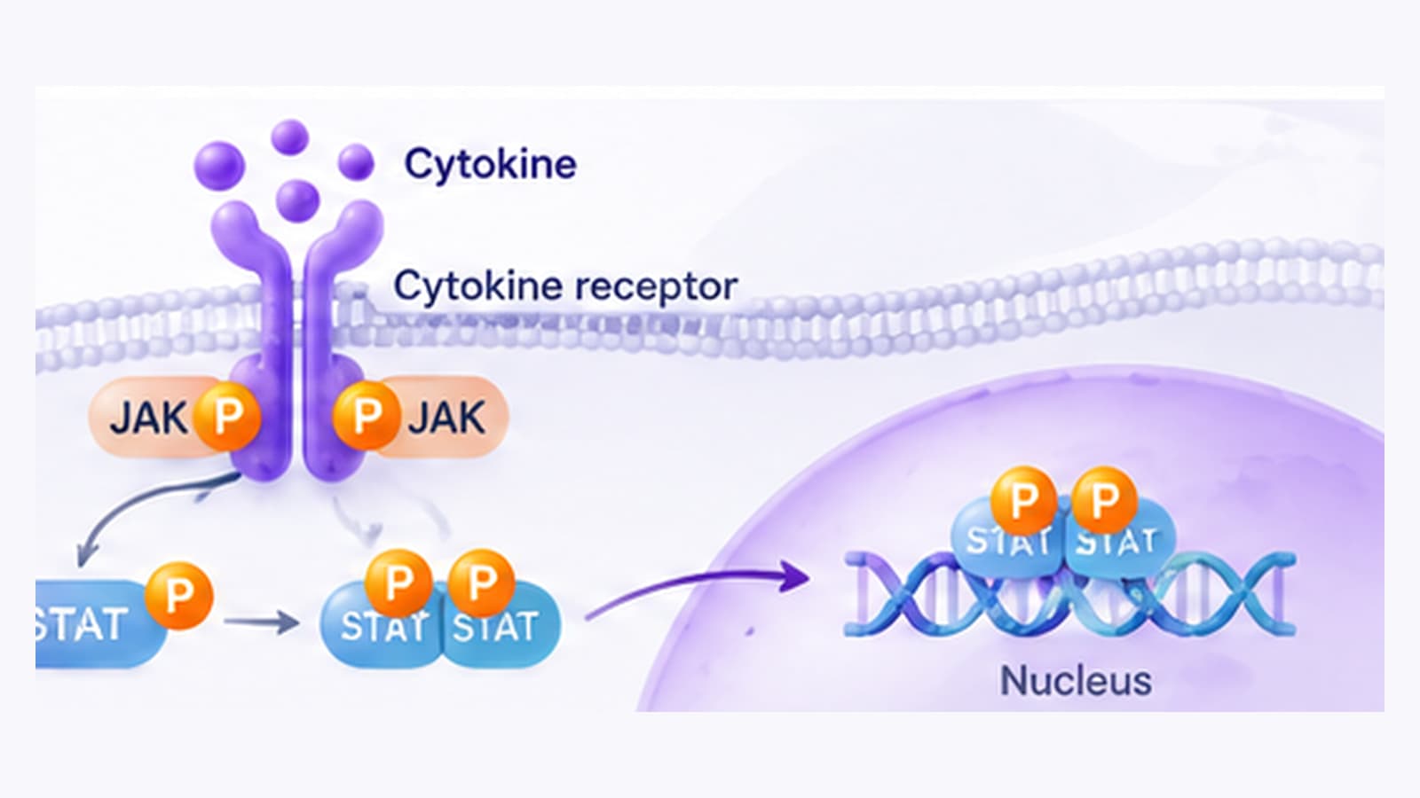 JAK STAT phosphorylation signaling with activated STAT proteins translocating to the nucleus