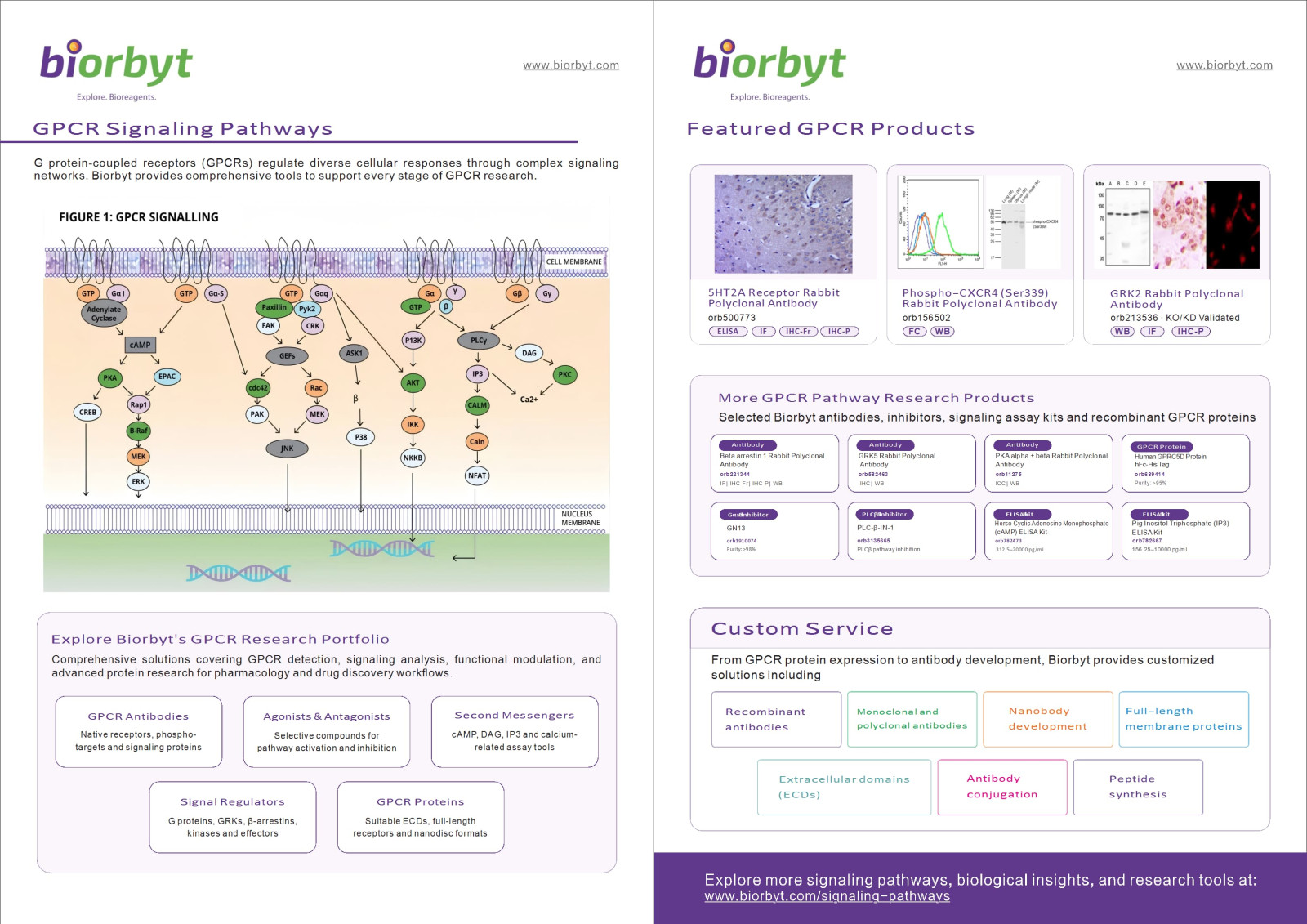 Signaling Pathways Flyer